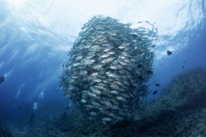粟国島でのダイビングの難易度・レベルはどれくらい?