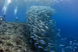粟国島への遠征ダイビングはゴールドへ・沖縄 那覇発