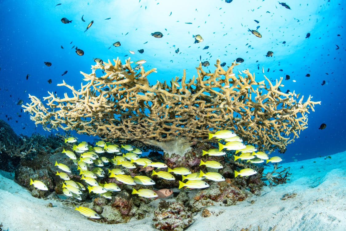 水納島でのダイビングコース