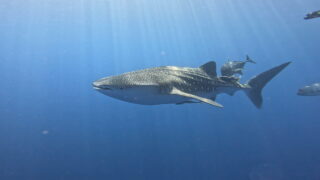 한국 고객님 환영합니다! 일본 오키나와 스쿠버 다이빙, 골드에 오세요!