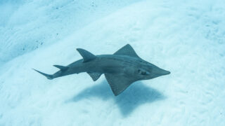 チービシ・シュガーヒルでトンガリサカタザメ