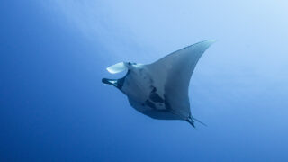 ジャイアントマンタ！初めて見た個体でした・慶良間 下曽根