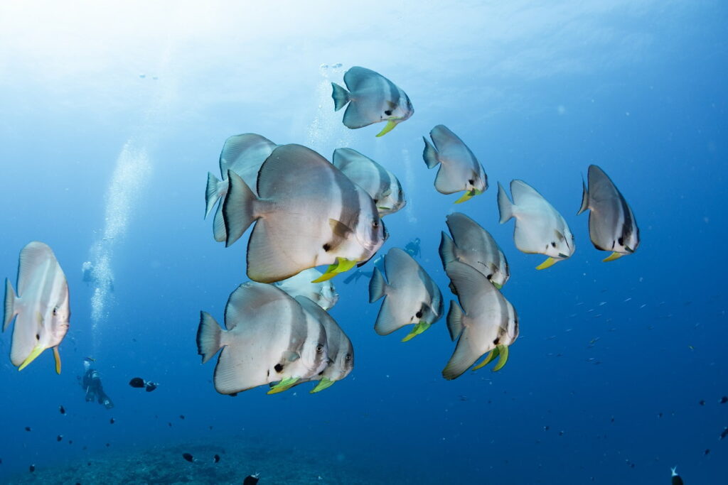 tiera batfish