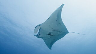 マンタと魚影！慶良間 ウチザン礁でドリフトダイビング