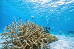 Benvenuti italianofoni! Immersioni subacquee a Okinawa, Giappone, vieni da GOLD