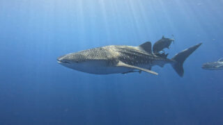 慶良間・下曽根でジンベエザメとジャイアントマンタを一日で見た日