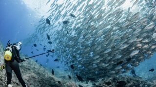 2026年4月～7月 粟国島ダイビングの予約受付を開始します