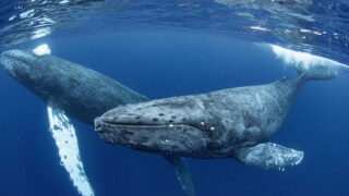 沖縄 那覇発 ホエールスイムのショップはゴールドへ