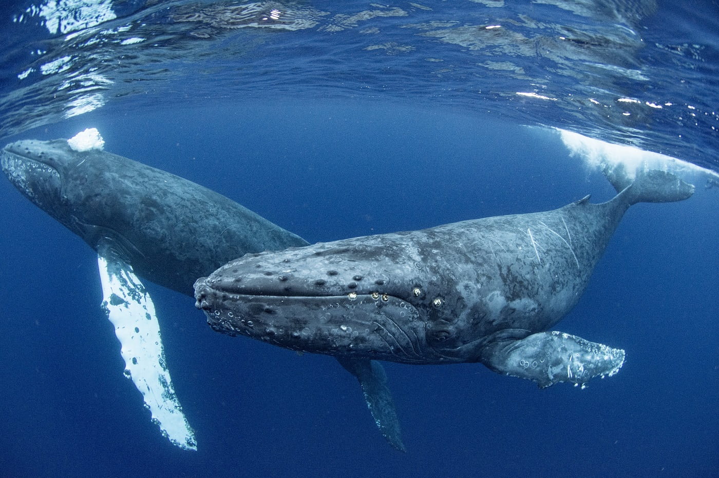 humpback whale