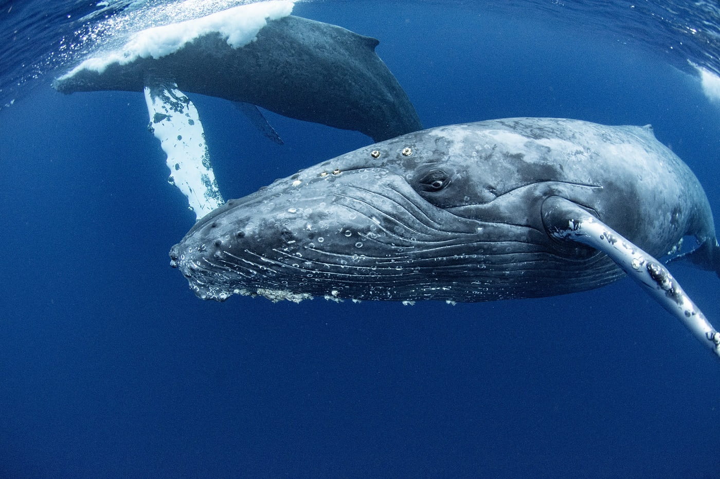 沖縄本島 那覇発 ホエールスイムのショップはゴールドへ