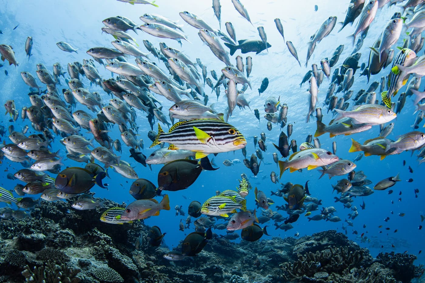 regular kerama course