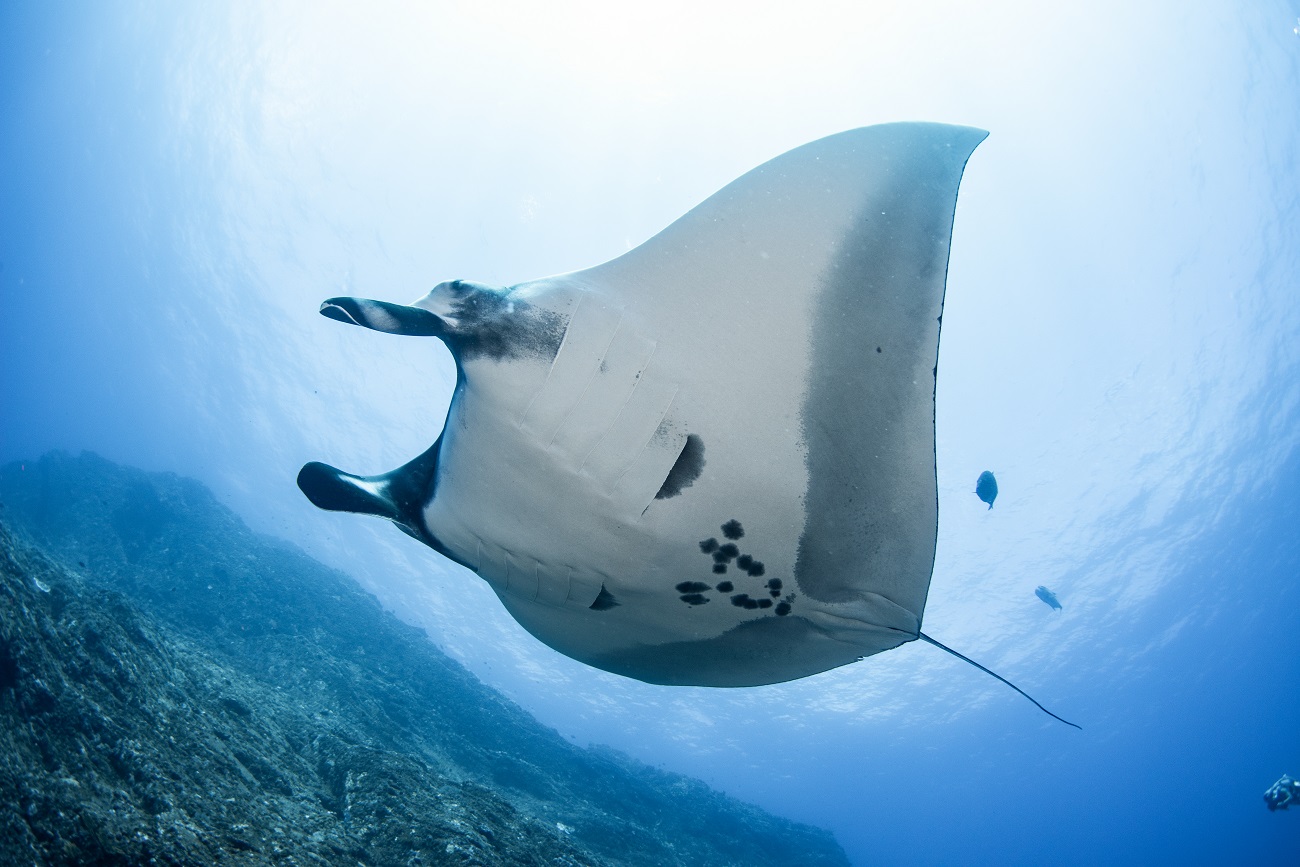 慶良間の下曽根で撮影したオニイトマキエイ