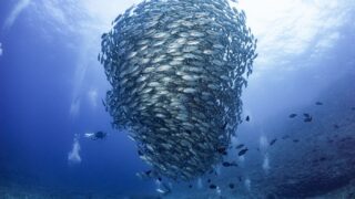 2026.4月～7月 粟国島のダイビング予約受付開始