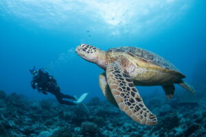 Okinawa Diving Marine Life – Discover the Rich Underwater Life of Okinawa