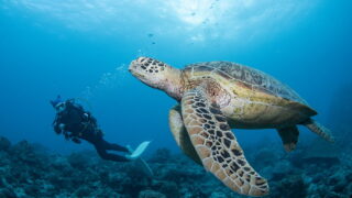 Okinawa Diving Marine Life – Discover the Rich Underwater Life of Okinawa