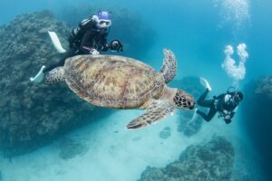 Marine Life & Underwater Landscapes in Kerama Islands