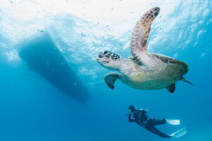 慶良間・ウミガメにたくさん出会ったダイビングでした