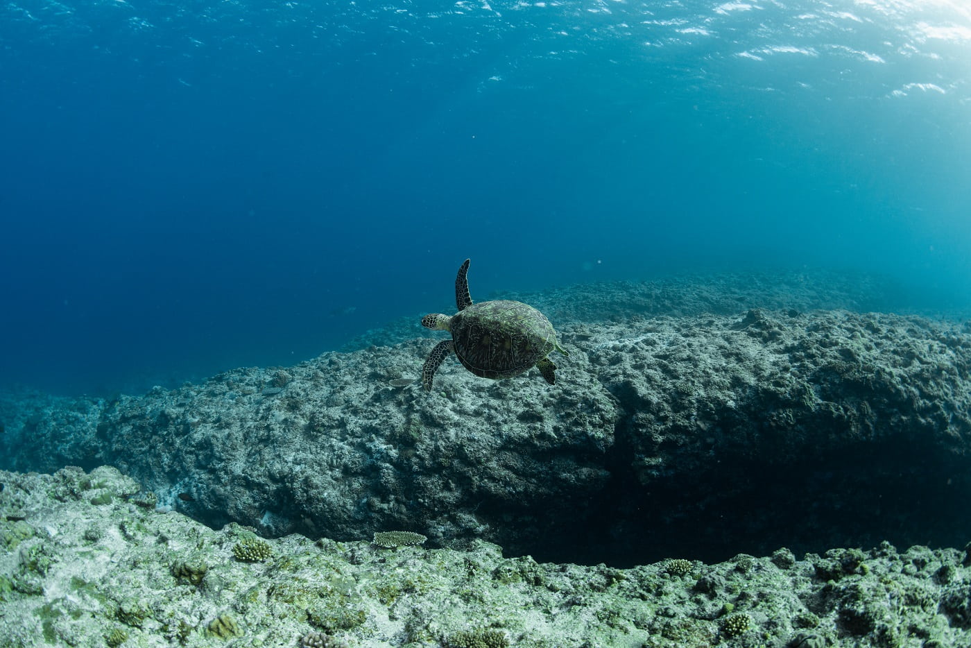 泳いでるウミガメ