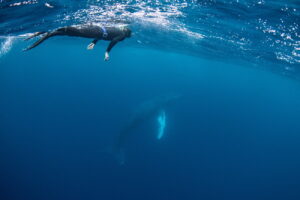 沖縄那覇発ホエールスイム・シングルと親子クジラ