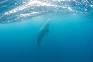 沖縄那覇発ホエールスイム・親子クジラを発見するも、、