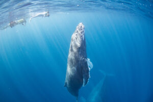 沖縄那覇発ホエールスイム・今季一の親子クジラ!