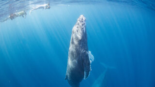 沖縄那覇発ホエールスイム・今季一の親子クジラ！