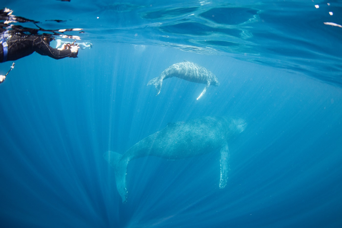 Humpback whale mother and baby
