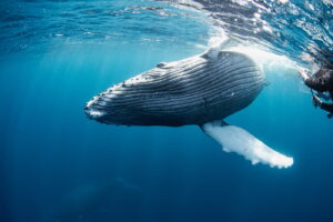 沖縄那覇発ホエールスイム・昨日と同じ親子クジラに遭遇!