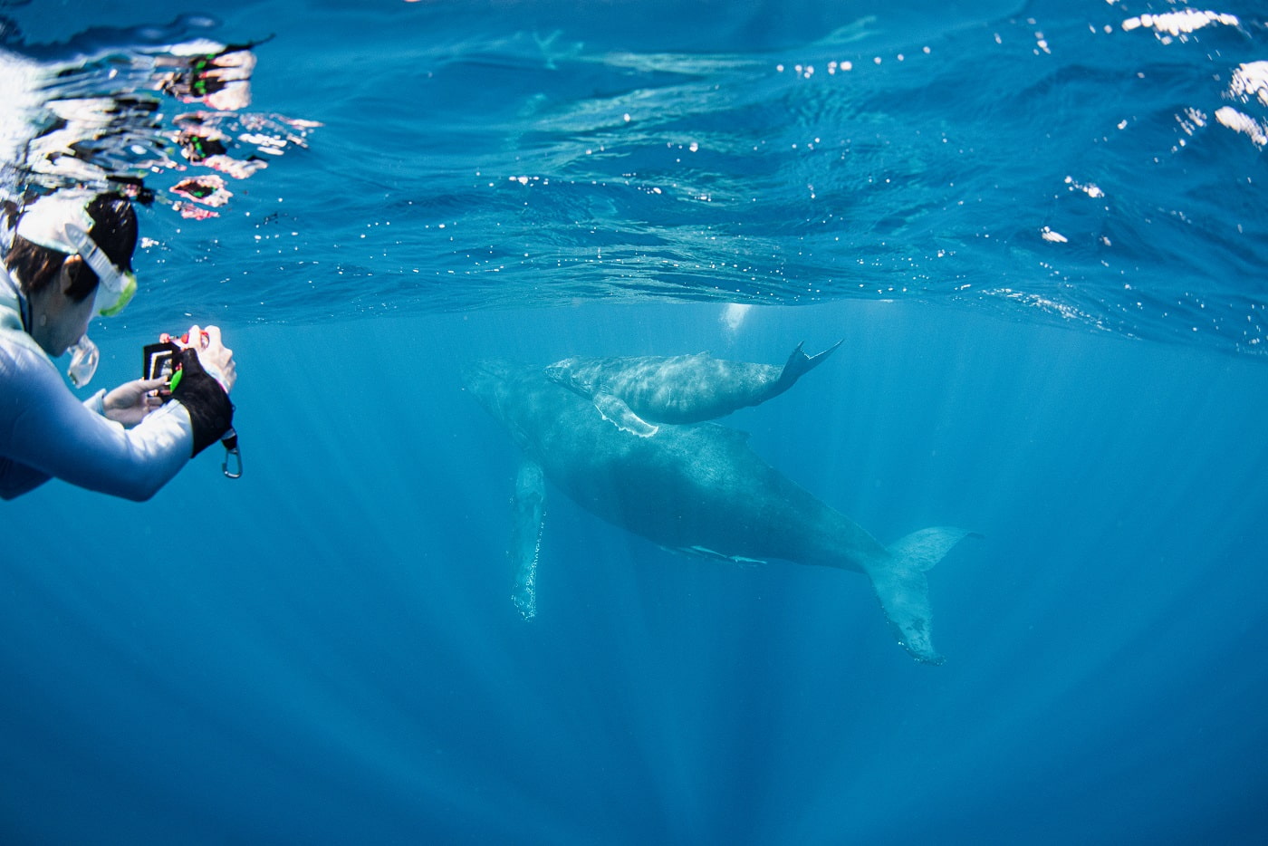 Humpback whale calf and mother