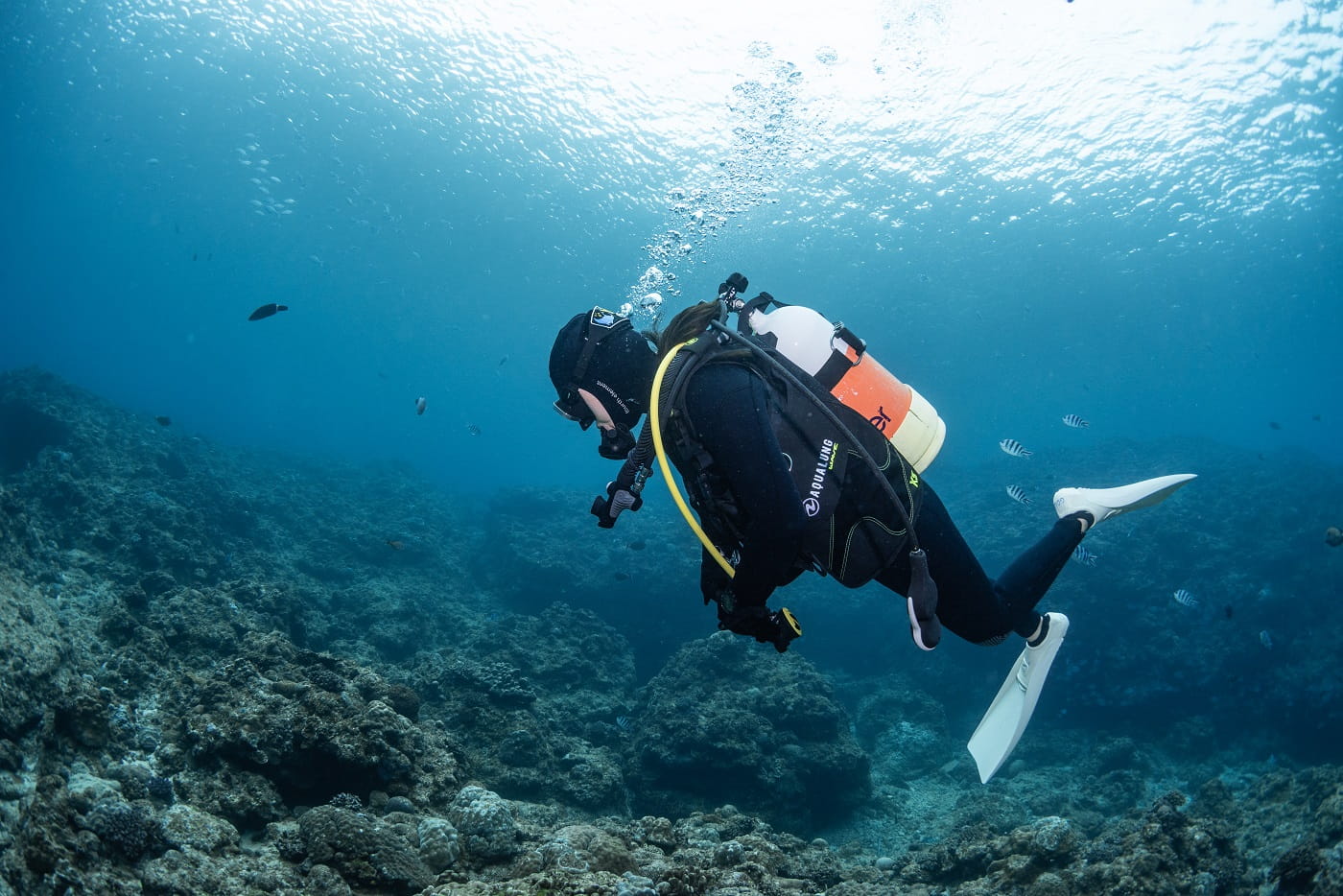 ダイビング中のお客様