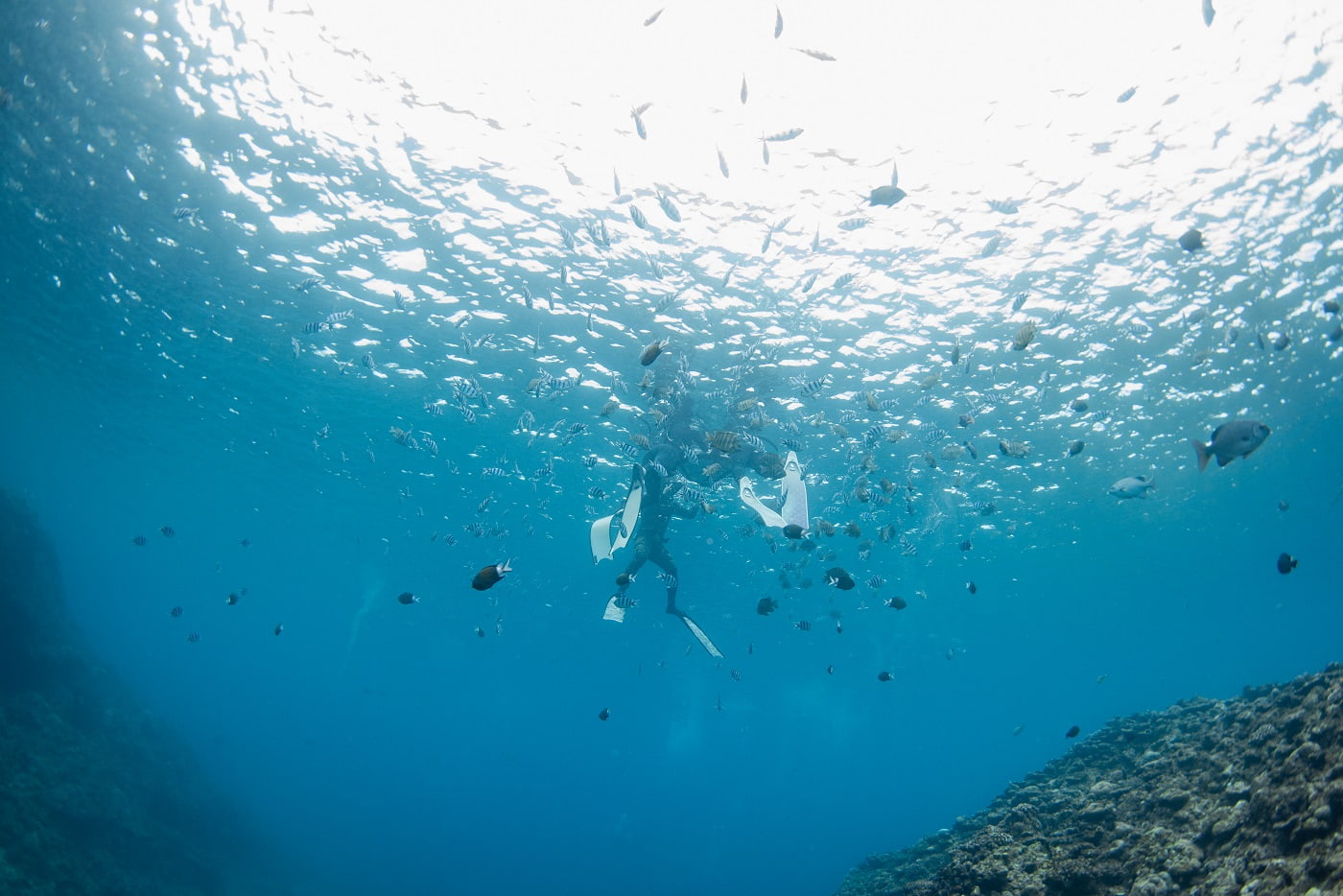 真栄田岬でダイビング中の水中写真