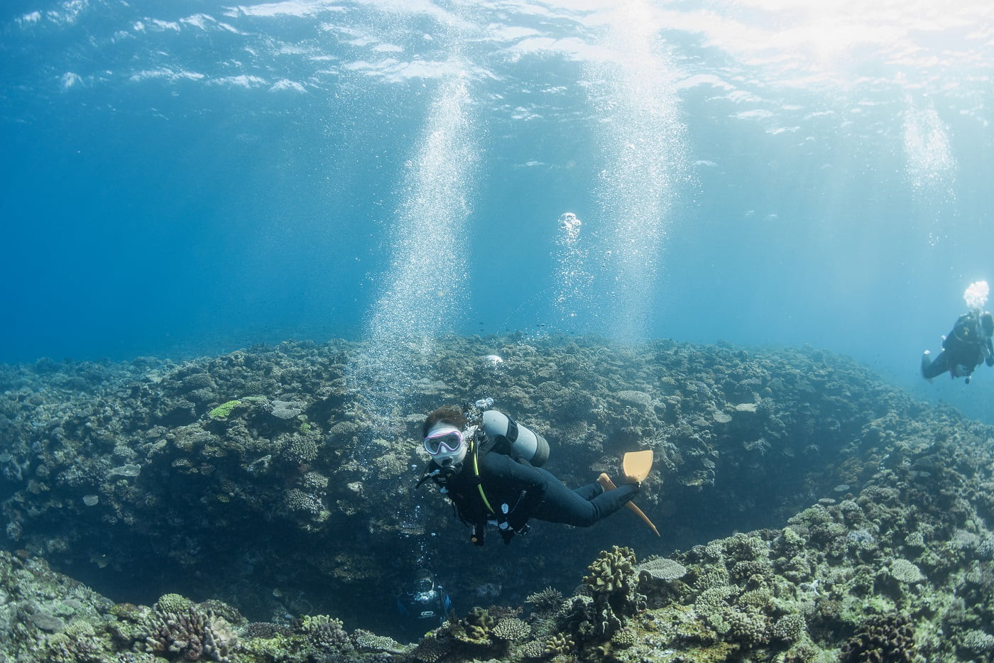 Guests during the dive