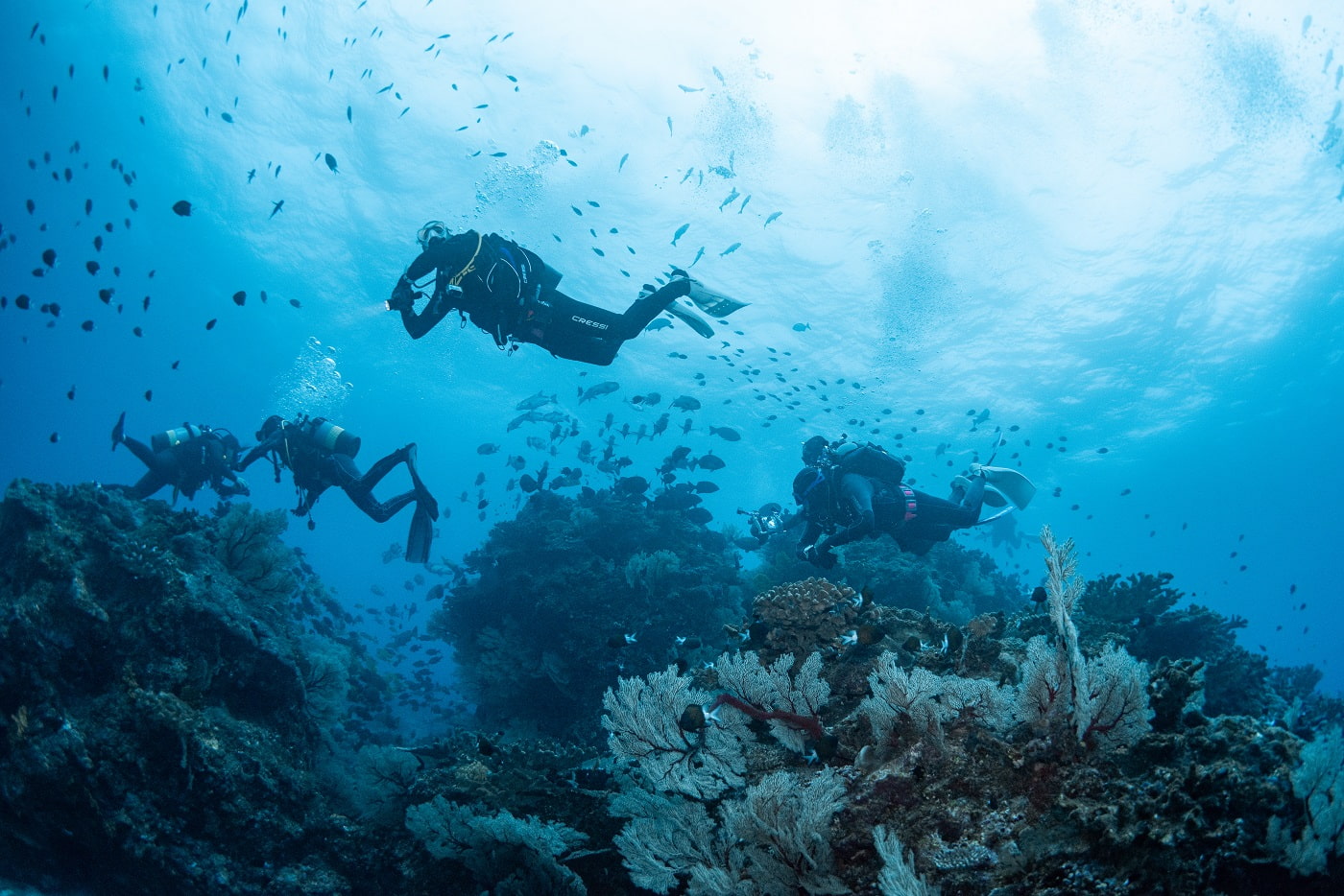 Guests during diving