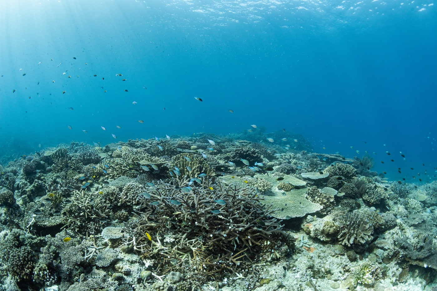 Beautiful coral reefs