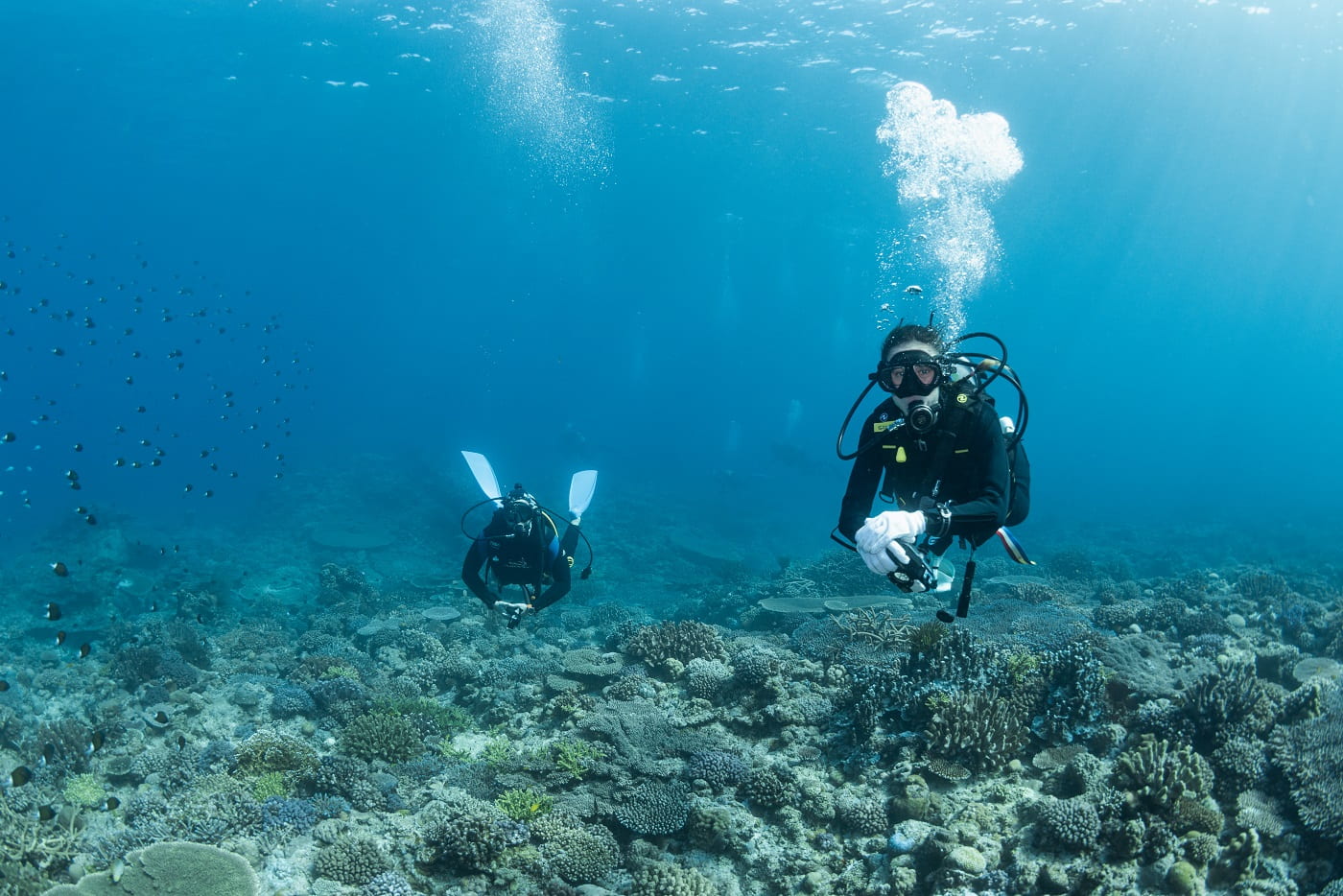 guests during diving