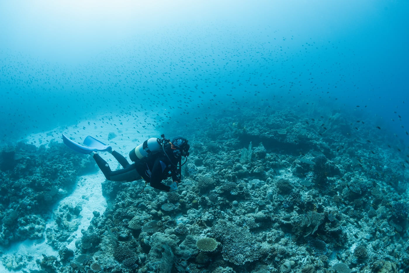 guests during diving