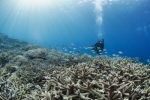 Kerama Diving Okinawa – Water Temperature, Visibility & Marine Life Guide