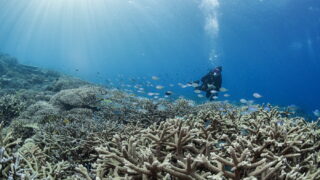 Kerama Diving Okinawa – Water Temperature, Visibility & Marine Life Guide