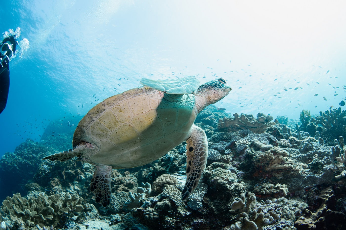 guest and sea turtle