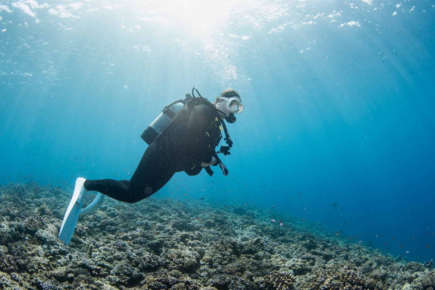 Guests during the dive
