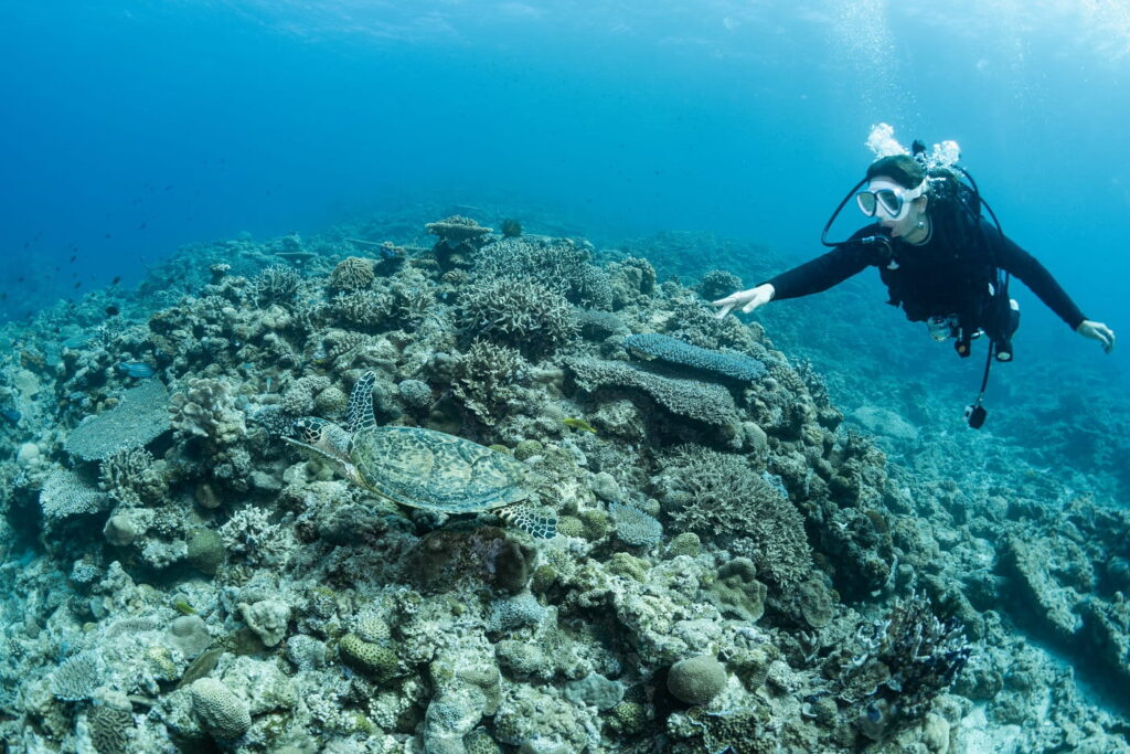 guest with sea turtle
