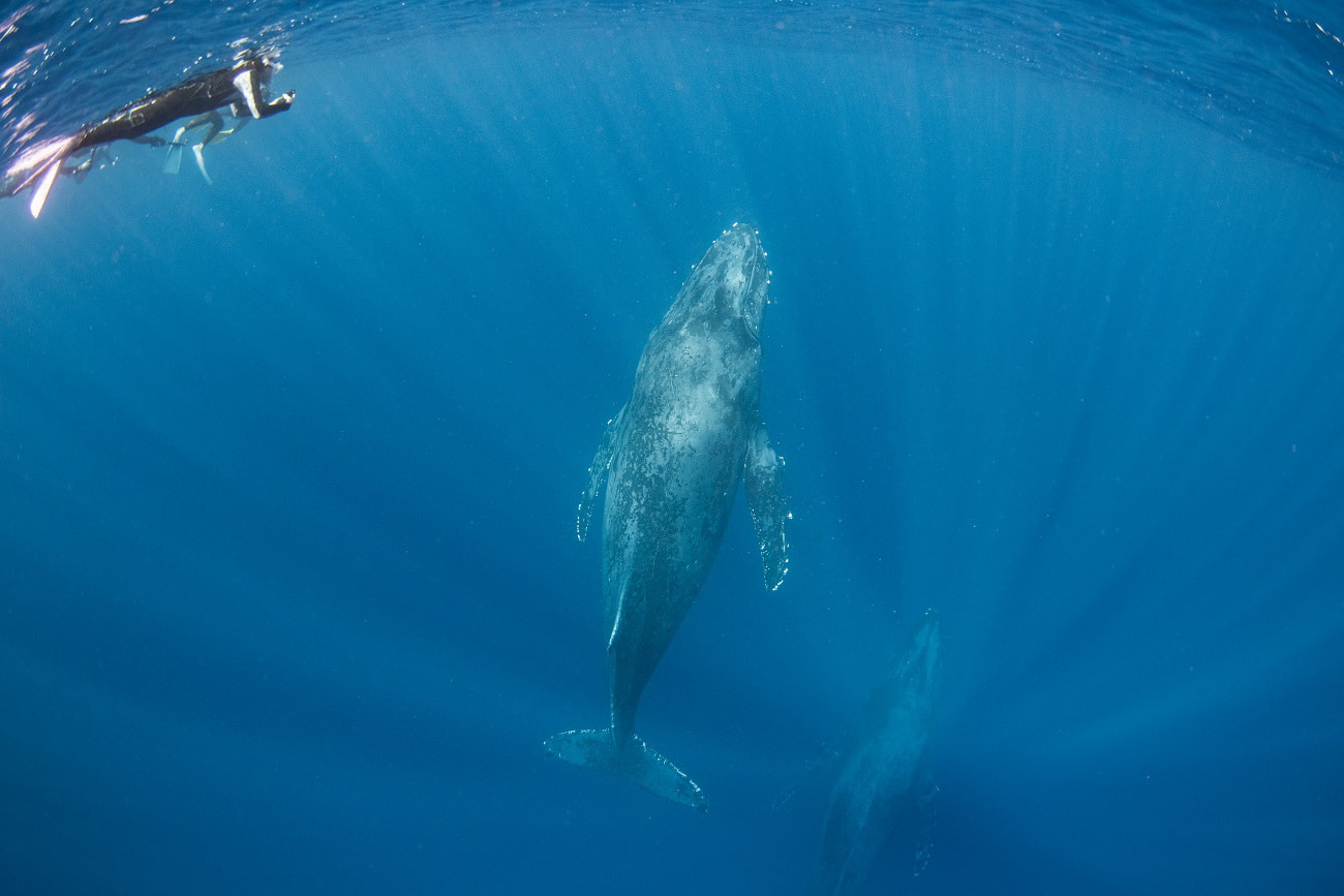 humpback whale