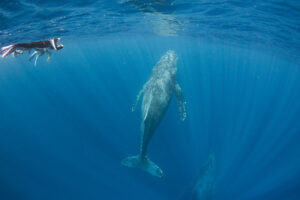 沖縄那覇ホエールスイム・ペアのクジラ見れた
