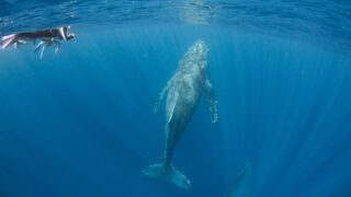 沖縄那覇ホエールスイム・ペアのクジラ見れた