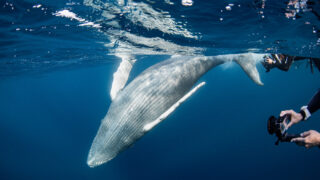 沖縄那覇ホエールスイム・親子クジラ・三頭のヒートラン