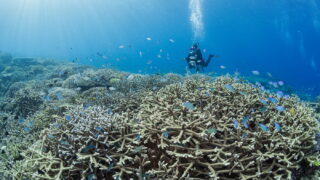 Okinawa Dive Sites – Practical Guide for Scuba Divers