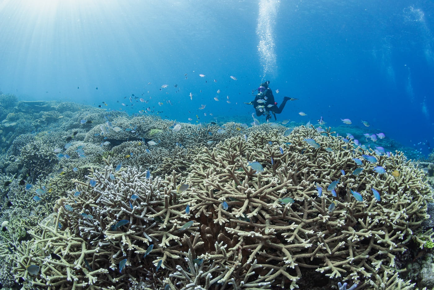 Okinawa Dive Sites – Practical Guide for Scuba Divers