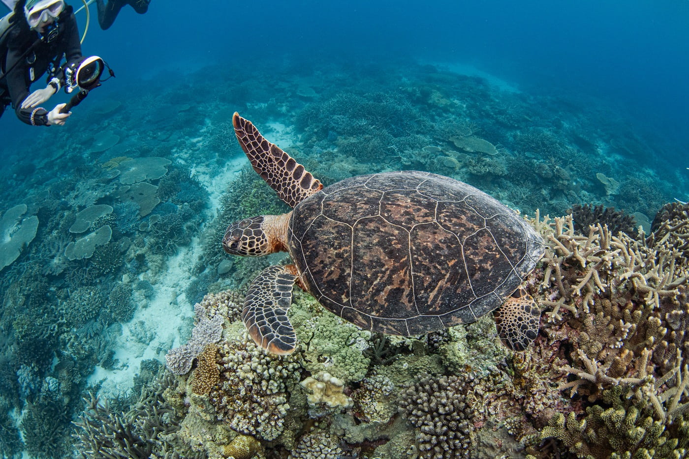 guests and sea turtle