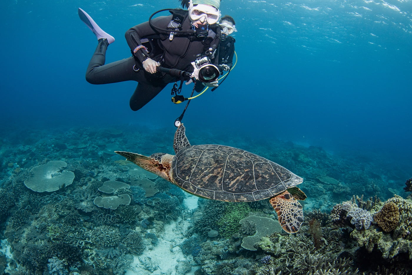 guests and sea turtle