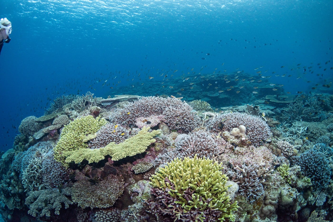 beautiful coral reef